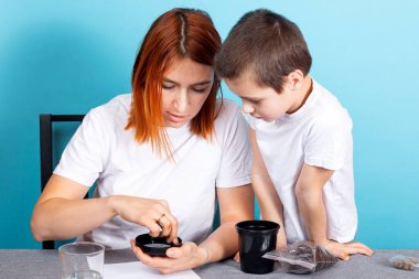 Anne ve oğlu, tohum ekmek ve mavi arka planda bir ev bitkisi yetiştirmek için siyah bir tencereye toprak koydular. Çocuklarla bahçe kursu kavramı.