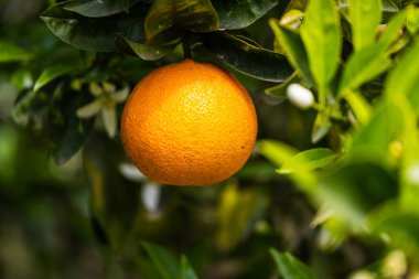 Turuncu, büyük, turuncu, yeşil yapraklarla çevrili güzel portakal ağacı, yumuşak odaklı.