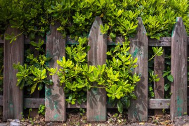 Parlak açık yeşil yapraklardan yapılmış ahşap bir çit. Tropikal yapraklı tasarım için model