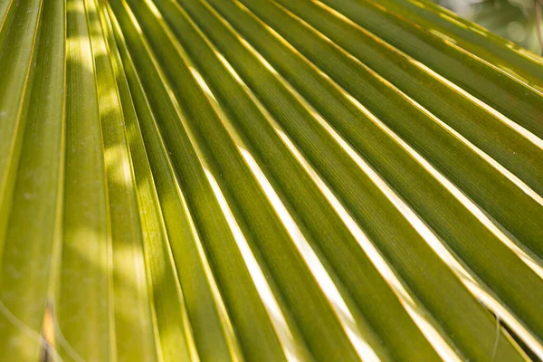 Close Uma Folha Verde Brilhante Uma Palmeira Abaixo Sol Tropical — Fotografia de Stock