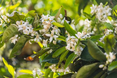Yakın plan güzel portakal ağacı bir sürü beyaz çiçek bir sürü yeşil yaprakla çevrili, yumuşak odaklı.