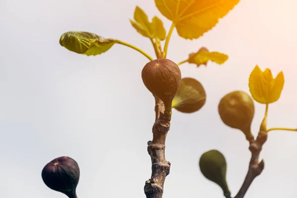 Close Unripe Fig Fruits Tree Branch Bottom View — Stock Photo, Image