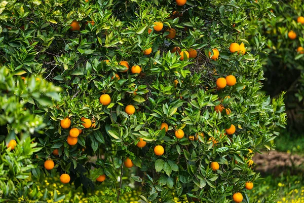 Nahaufnahme Schöner Orangenbaum Mit Orangefarbenen Großen Runden Orangen Umgeben Von — Stockfoto