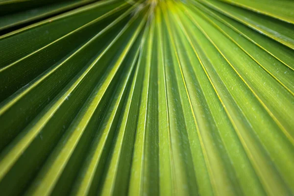 Close-up of a bright green leaf of a palm tree under the bright tropical sun. A leaf of a palm tree that looks like a folded sheet of paper