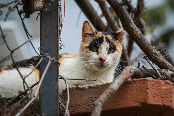 Trójkolorowy Kot Zielonymi Oczami Wygląda Spokojnie Leży Spokojnie Ogrodzeniu Ciepły — Zdjęcie stockowe