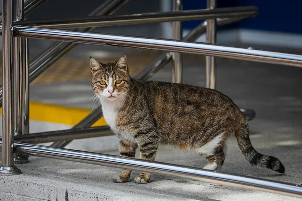 Eine Tricolor Katze Mit Grünen Augen Sieht Ruhig Aus Und — Stockfoto