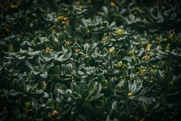 Κοντινό Πλάνο Ενός Όμορφου Φρέσκου Κλαδιού Θάμνου Πράσινα Φύλλα Φόντο — Φωτογραφία Αρχείου