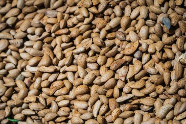 Kayısıların kuru çekirdekleri. Kabuklu badem yığını. Süpermarkette kabuklu çiğ badem..