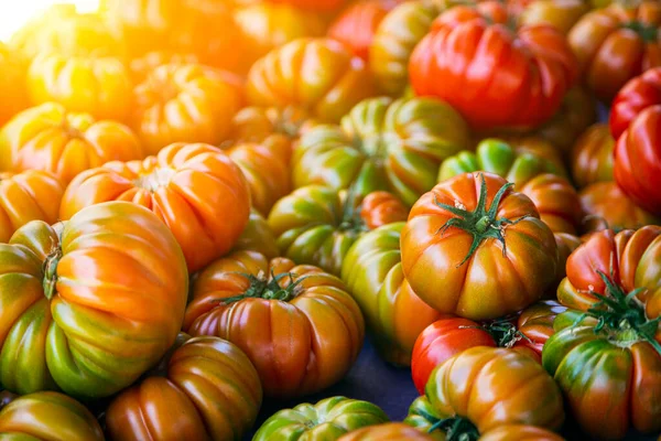 Tomatoes Background Fresh Tomatoes Variety Grown Shop Tomatoes Salad Entree — Stock Photo, Image