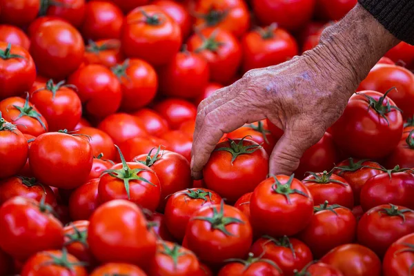 Close Elderly Man Picking Tomatoes Market Fresh Tomatoes Variety Grown — Stock Photo, Image