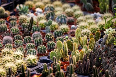 Sıralar dolusu kaktüs, küçük ve büyük, kaplarda iğneler ve vitrinde kupalar var.