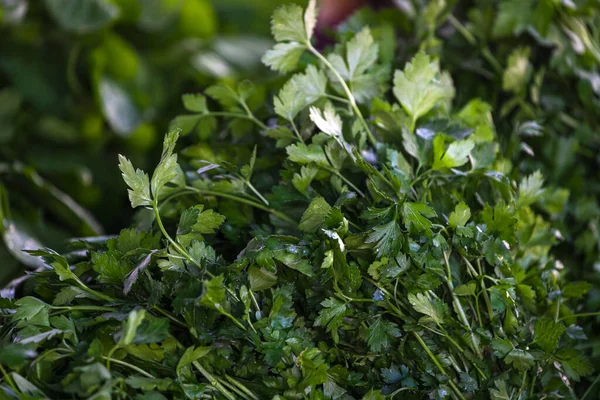 Närbild Grön Växt För Bakgrund Grön Persilja Struktur Eller Bakgrund — Stockfoto