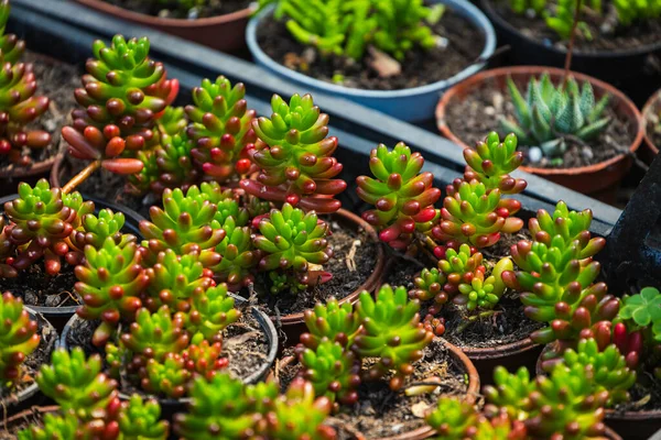 Righe Succulente Assortite Vasi Tazze Una Vetrina — Foto Stock