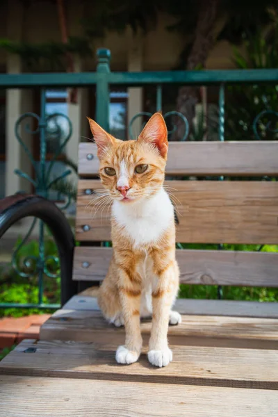 Gato Tricolor Com Olhos Verdes Olha Calmamente Sentado Banco Rua — Fotografia de Stock