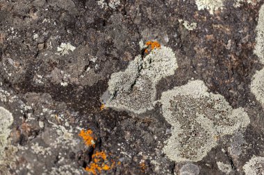 Dağ taş gri taş yakın çekim yosun kaplı. Dağlar cips, çatlaklar, bitki örtüsü ve moss bir desenle kaplanmış