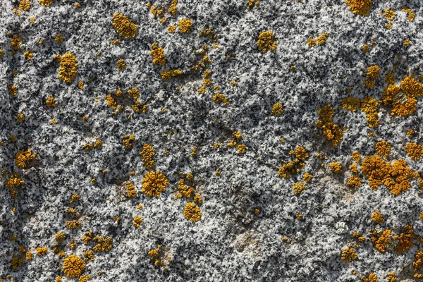 山の岩の灰色の石のクローズ アップは 苔で覆われて チップ クラック 植物やコケのパターンで覆われています — ストック写真