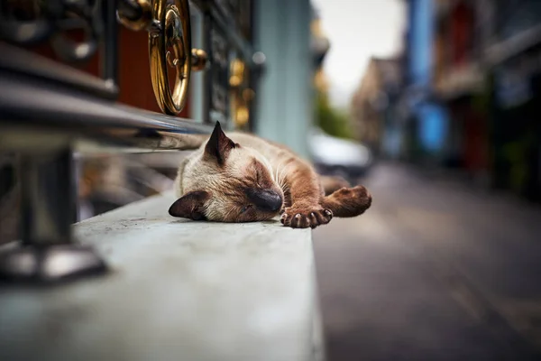 Pisica Străzii Doarme Perete Stradă — Fotografie, imagine de stoc