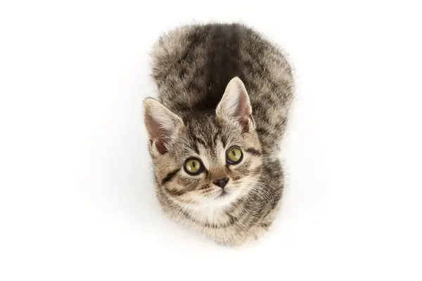 Little Tabby European Shorthair Kitten Isolated White Background — Stock Photo, Image