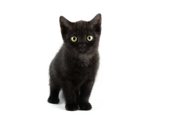 Küçük Siyah Ngiliz Shorthair Kedisi Beyaz Arka Planda Izole Edilmiş — Stok fotoğraf