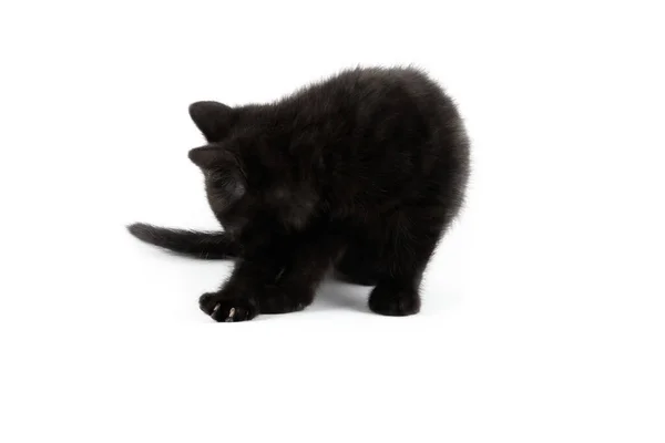 Pequeno Preto Britânico Shorthair Gatinho Isolado Fundo Branco — Fotografia de Stock