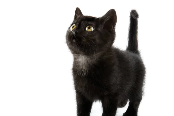 Küçük Siyah Ngiliz Shorthair Kedisi Beyaz Arka Planda Izole Edilmiş — Stok fotoğraf