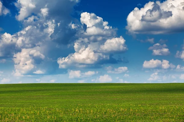 Cielo azul de verano sobre el fiekd verde —  Fotos de Stock