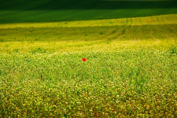 Vallmo blomma i ett fält — Stockfoto