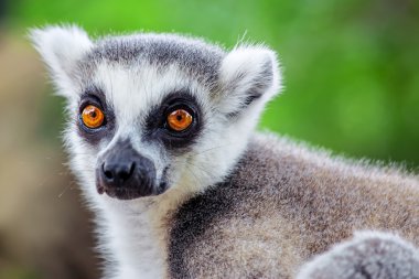 Lemur