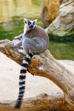 Lemur clipart