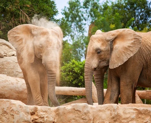 Elephants — Stock Photo, Image