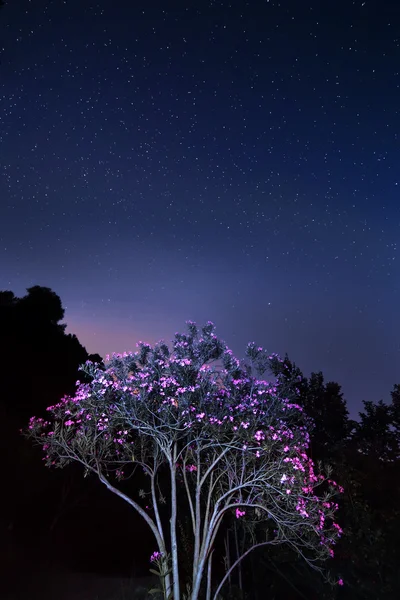 Estrelas — Fotografia de Stock