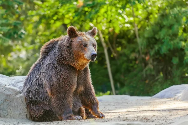 Bear in nature — Stock Photo, Image