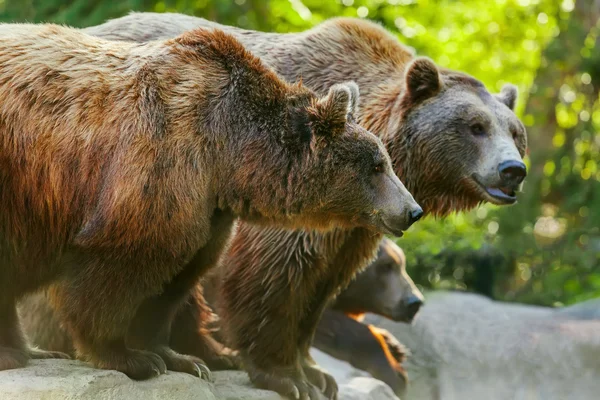 Bear in nature — Stock Photo, Image