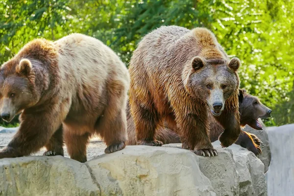 Bear in nature — Stock Photo, Image