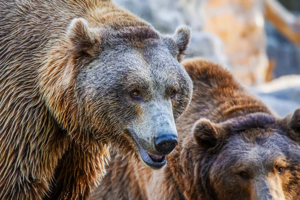 Bear in nature — Stock Photo, Image