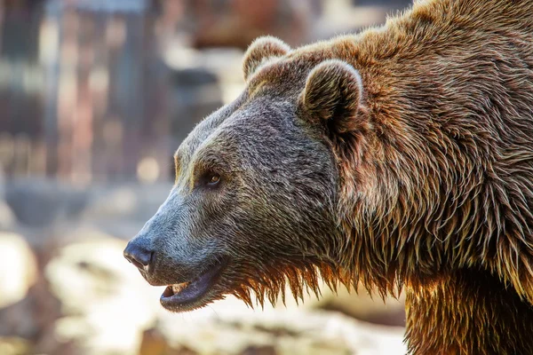 Bear in nature — Stock Photo, Image