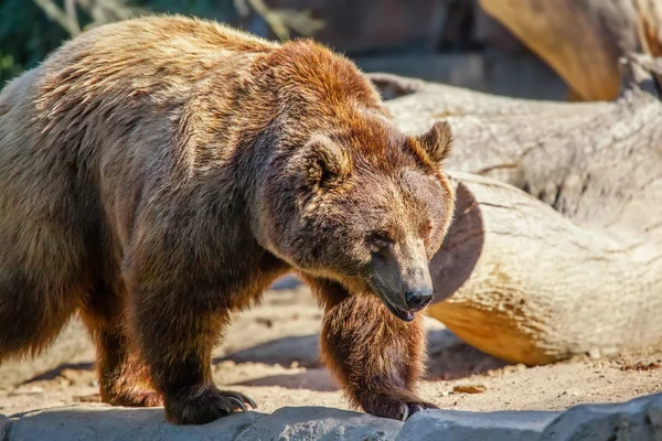 Bear in nature — Stock Photo, Image