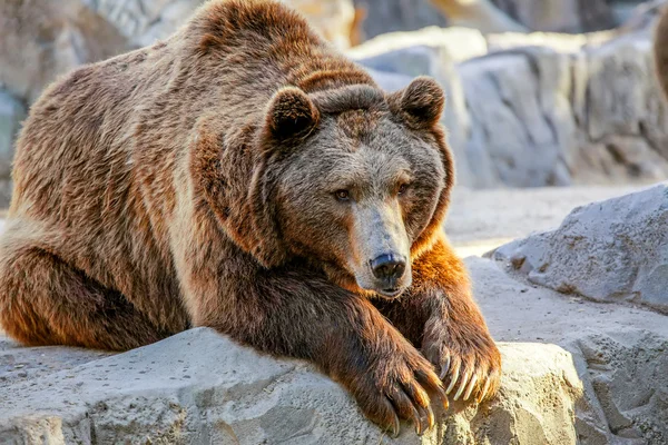 Bear — Stock Photo, Image