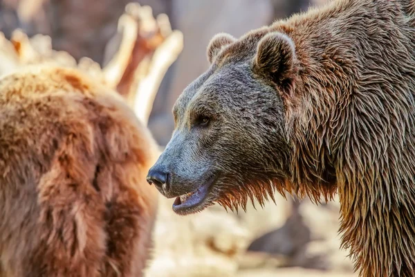 Bear in nature — Stock Photo, Image