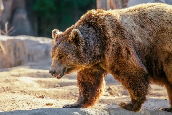 Bear in nature — Stock Photo, Image