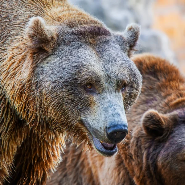 Bear in nature — Stock Photo, Image