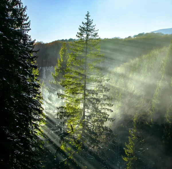 Solen skog — Stockfoto