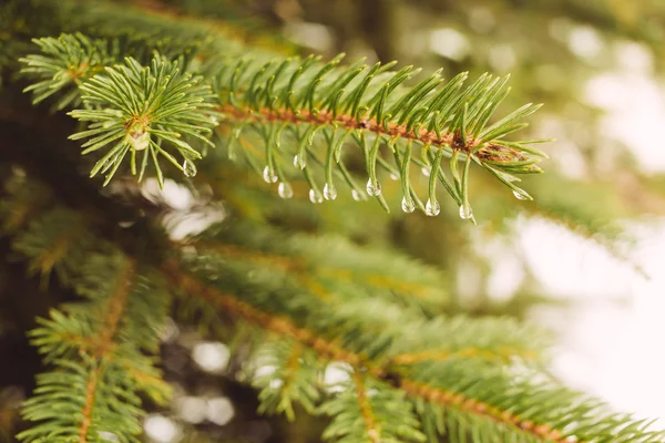Fir-tree branch with water droplets — Stock Photo, Image