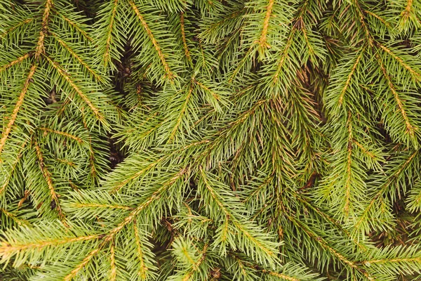 Fir-tree branch background — Stock Photo, Image