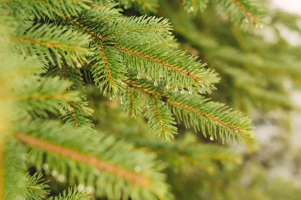 Tannenzweig mit Wassertropfen — Stockfoto