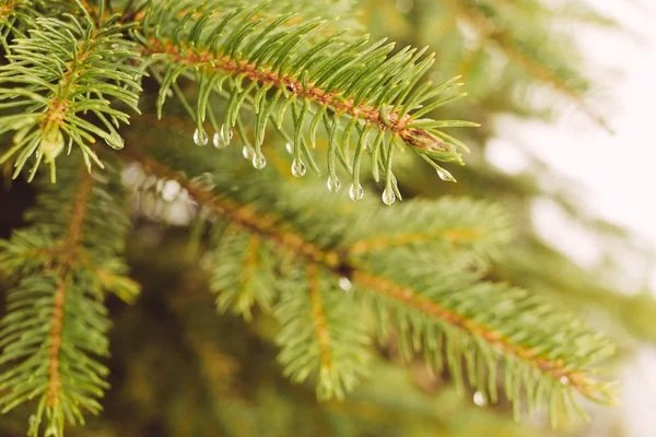 Fir-tree branch with water droplets — Stock Photo, Image