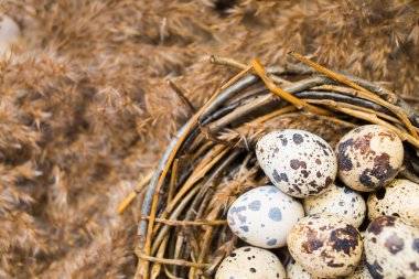 Bıldırcınlar yumurta yuva