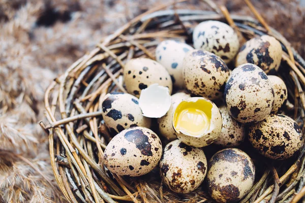 Σπασμένο αυγό στη φωλιά — Φωτογραφία Αρχείου