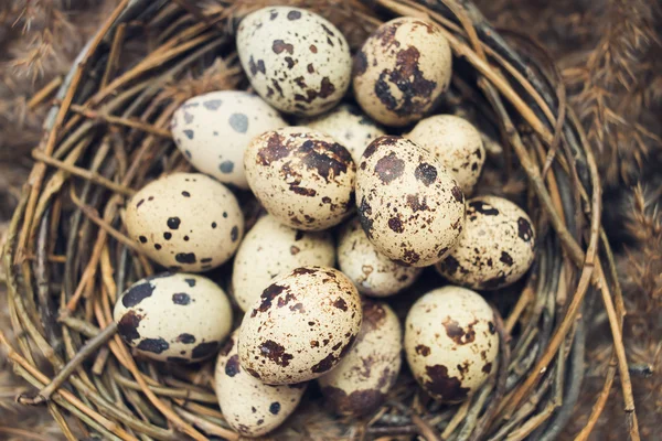 Φωλιά με αυγά των ορτυκιών — Φωτογραφία Αρχείου