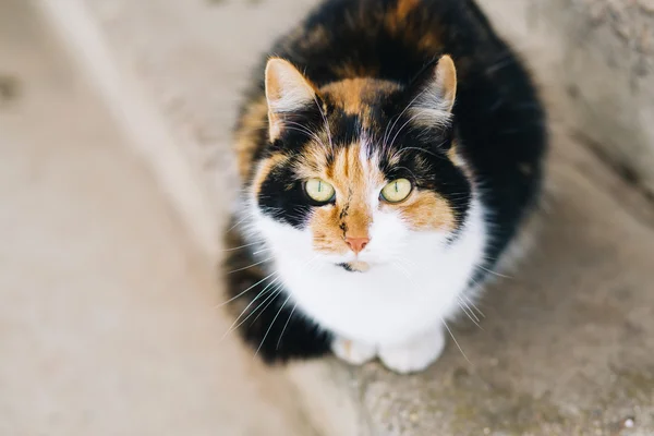 Portret van kat camera kijken — Stockfoto